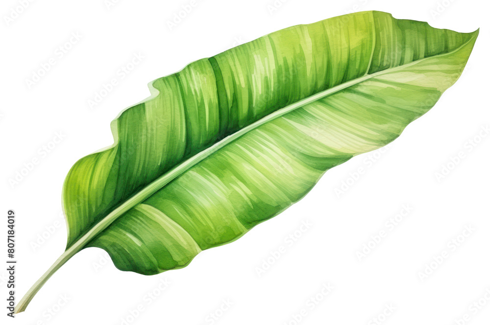 PNG Plant leaf white background banana leaf. PNG Plant leaf white background banana leaf.