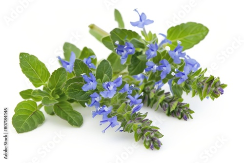 Two hyssop sprigs with green leaves and blue flowers on white background Close up of evergreen spicy aromatic plant photo