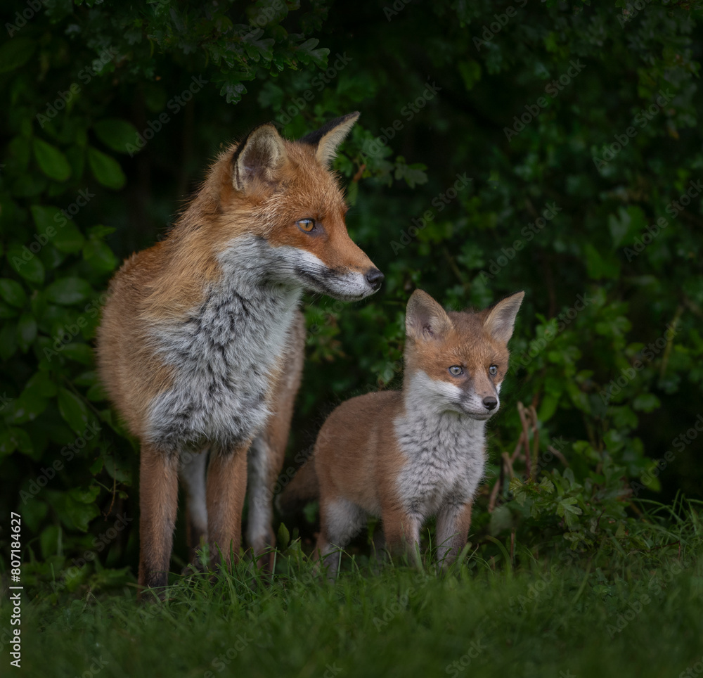 Mother fox with a fox cub