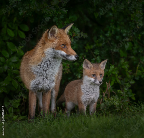 Mother fox with a fox cub