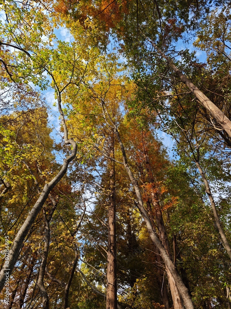 Fototapeta premium View of maple trees and sky from below