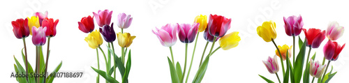 Wallpaper Mural tulips isolated on white Torontodigital.ca