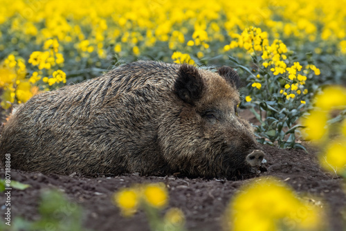 Ruhende Sau (Bache) Schwarzwild im Raps
