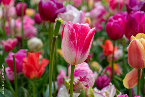 pink tulips with field of tulips