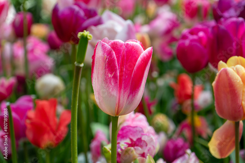 field of tulips