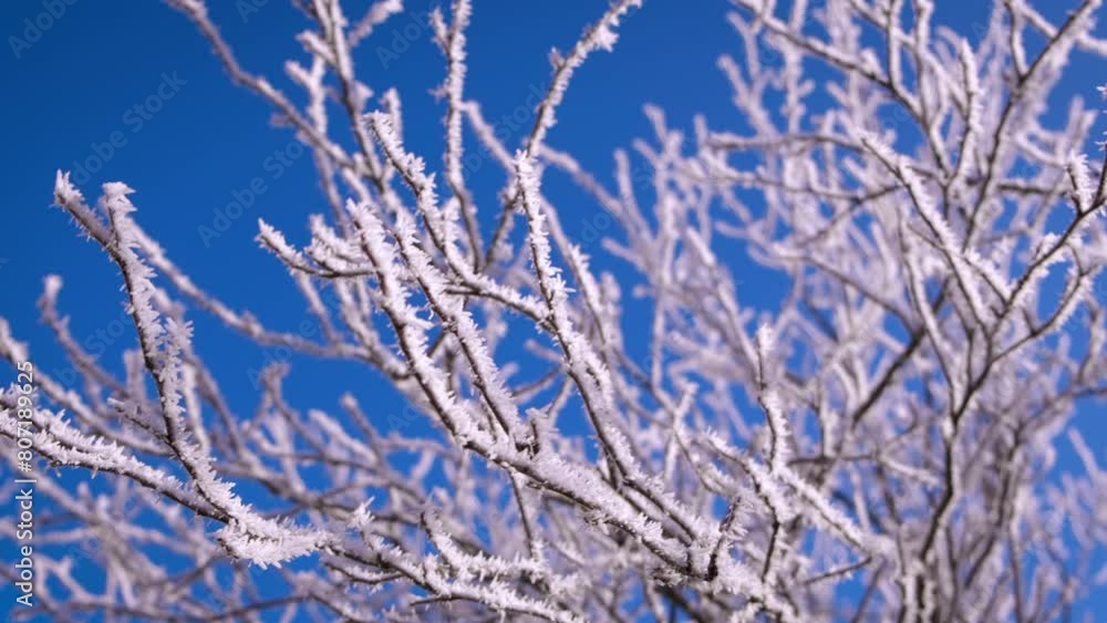 Lonely branches covered with frost against sky. A view of lonely tree with snow covered trees against sky. A concept of winter weather with nice landscape. Lonely branches covered with frost against sky. A view of lonely tree with snow covered trees against sky. A concept of winter weather with nice landscape.