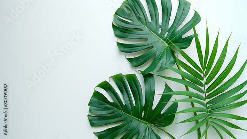Three large green leaves are shown on a white background