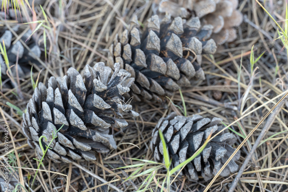 Pile of dry pine cones on the ground close-up. Seed and and needles background in forest of coniferous tree. Natural forest background. Organic manure of spruce woodland. Brown pinecones on floor. Pile of dry pine cones on the ground close-up. Seed and and needles background in forest of coniferous tree. Natural forest background. Organic manure of spruce woodland. Brown pinecones on floor.