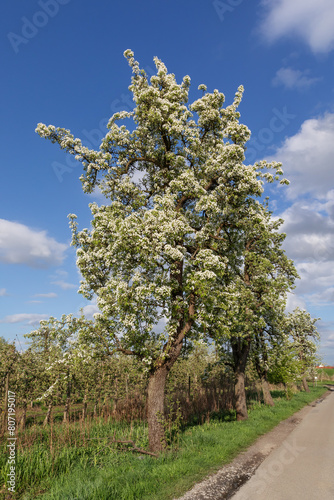 Blühende Birnbäume am Rand einer Straße, dahinter Apfelplantage mit Spindelbäumen in Mittelnkirchen im Alten Land, Niedersachsen.