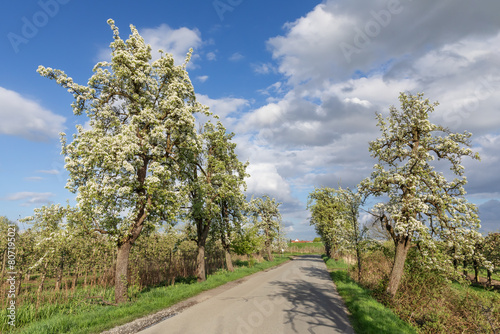 Allee mit blühenden Birnbäumen, zu den Seiten jeweils Apfelplantagen in Mittelnkirchen im Alten Land, Niedersachsen.