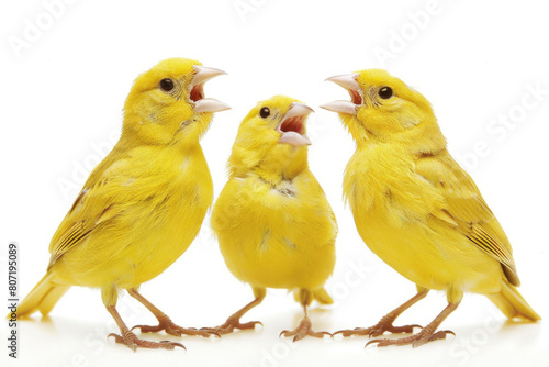 Three vibrant canaries mid-song