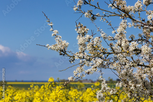 Blüten der Schlehe (Prunus spinosa, sloe, blackthorn), dahinter blauer Himmel über einem Rapsfeld bei Heiligenhafen in Schleswig-Holstein, Deutschland photo