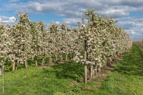 Apfelplantage mit blühenden Apfelbäumen in Mittelnkirchen im Alten Land, Niedersachsen. Apfelblüte.
