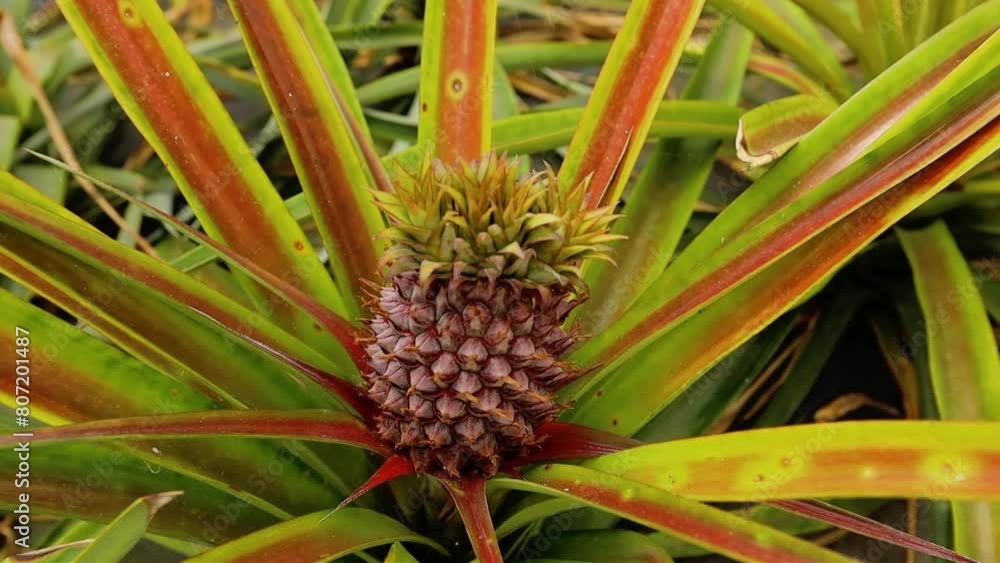 Pineapple plant close up on pineapple plantation Pineapple plant close up on pineapple plantation