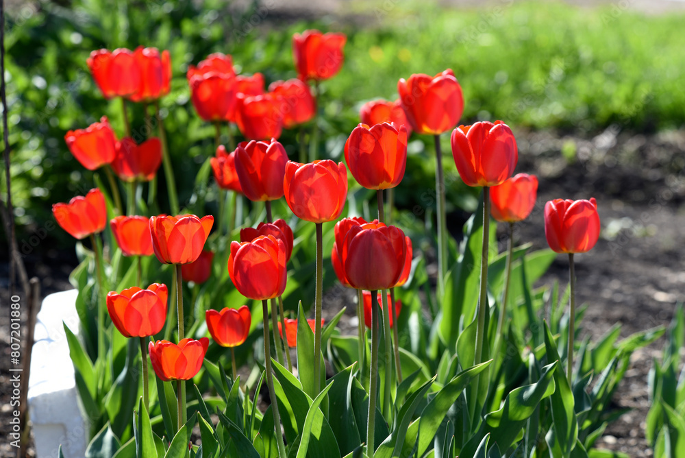 Obraz premium Red tulip flowers on a background of green grass in a spring garden. Red tulip buds on a green background during the day.