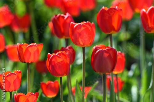 Red tulip flowers on a background of green grass in a spring garden. Red tulip buds on a green background during the day.