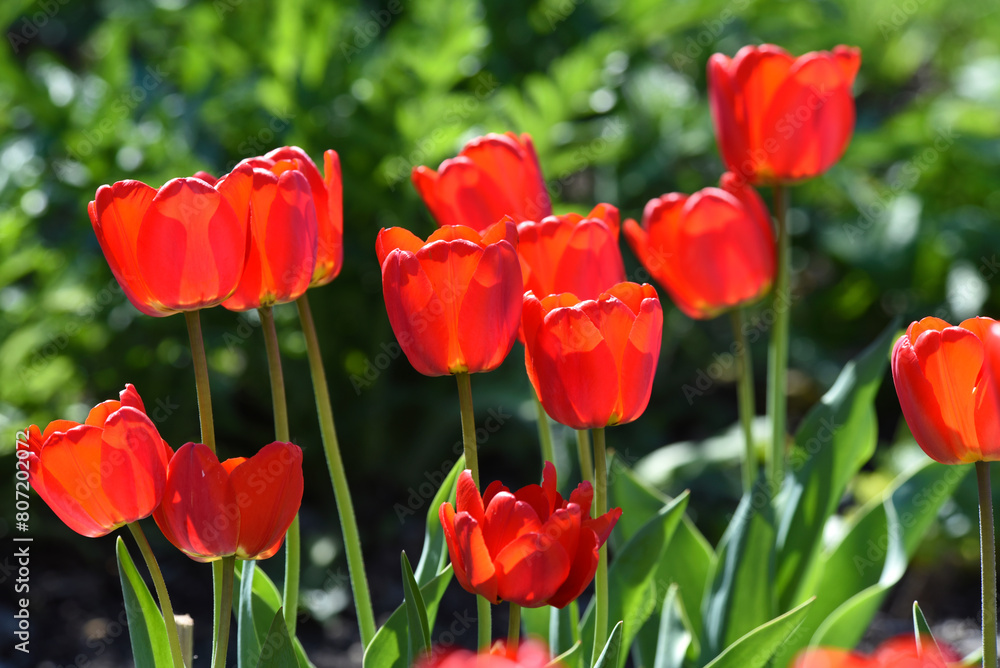 Red tulip flowers on a background of green grass in a spring garden. Red tulip buds on a green background during the day. Red tulip flowers on a background of green grass in a spring garden. Red tulip buds on a green background during the day.