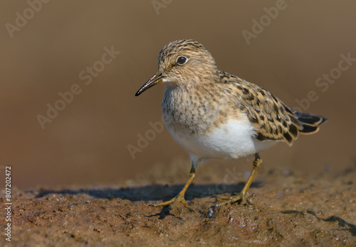 Adult Temminck's stint (Calidris temminckii) walks bravely on muddy shore in spring breeding plumage 