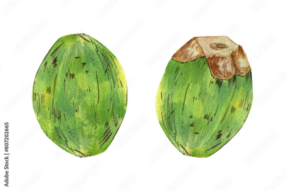 Naklejka premium Watercolor tropical set with summer cocktails. Realistic exotic plants. Green coconut with coco milk and straw. Botanical hand drawn illustration isolated on transparent.
