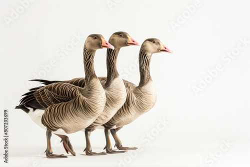 Three vigilant geese in formation