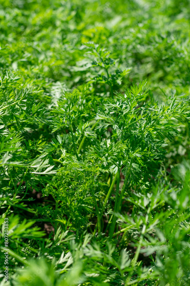 Green carrot growing on garden bed summertime, young plants. Harvesting, cultivation organic vegetables,superfood Green carrot growing on garden bed summertime, young plants. Harvesting, cultivation organic vegetables,superfood