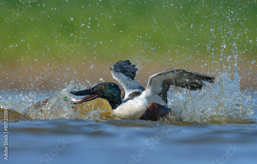 Struggling pair of males Northern Shovelers (Spatula clypeata) in hard battle with lifted wings over water pond in spring breeding season 