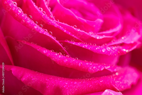 Delicate floral backdrop with water dew drops on fragile wet magenta macro rose flower.