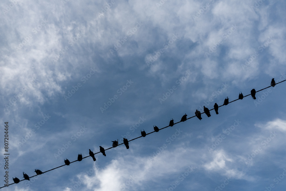 Natural backdrop with copy space. Birds are sitting on electric lines wires in a row. Black silhouettes of flock of pigeons. Concept of family, team,peace and tranquility Natural backdrop with copy space. Birds are sitting on electric lines wires in a row. Black silhouettes of flock of pigeons. Concept of family, team,peace and tranquility