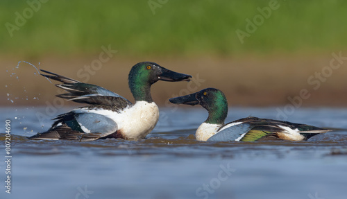 Fighting pair of males Northern Shovelers (Spatula clypeata) stands in strength display before fierce battle in spring breeding season 