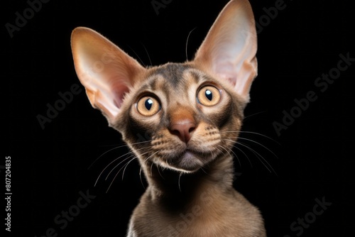 Lifestyle portrait photography of a curious peterbald cat grooming isolated on white background