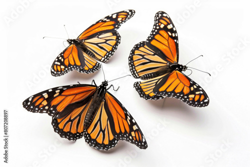 Three monarch butterflies, wings aloft © Veniamin Kraskov