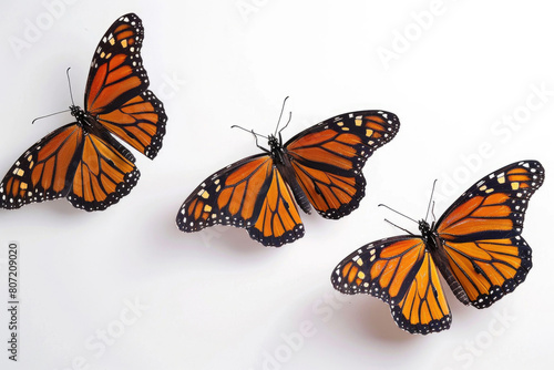 Three monarch butterflies, wings aloft © Venka