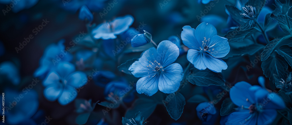 Blue flower background with vibrant color Blue flower background with vibrant color