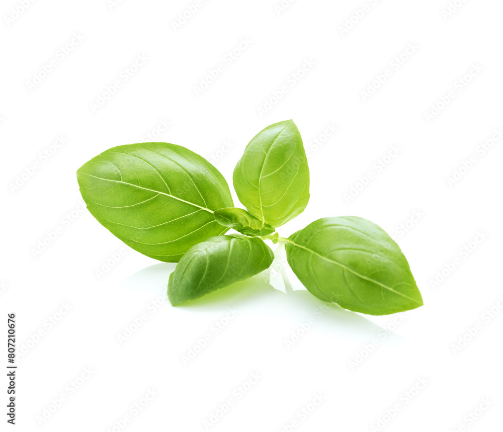 Basil leaves isolated on white background Basil leaves isolated on white background