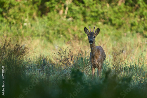 Rogacz - kozioł, gatunek ssaka parzystokopytnego z rodziny jeleniowatych. Jedno z ważniejszych zwierząt łownych Europy. Samica jest potocznie nazywana kozą, samiec rogaczem lub kozłem, młode zaś koźlę photo