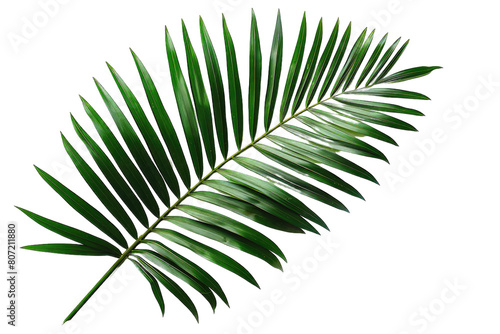 tropical areca palm leaf isolated on a transparent background. png  cutout  cut out  cut-out