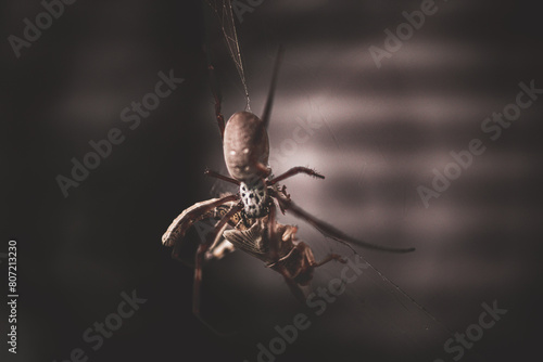 Tablou pe pânză Spider on the web devouring its prey