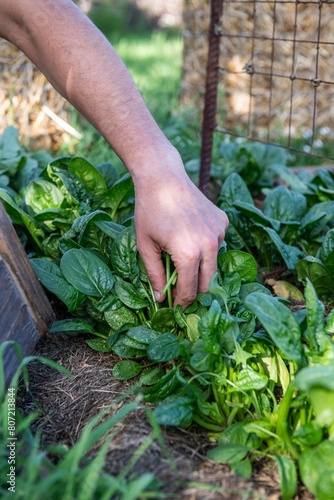 frischen Spinat ernten, Gemüse Anbau, im Garten