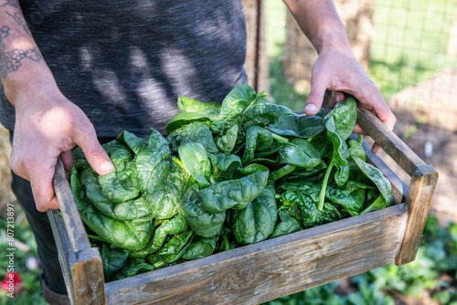frischen Spinat ernten, Gemüse Anbau, im Garten