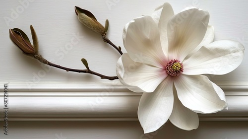 a white frame showcasing a pristine magnolia flower, highlighting its intricate details and timeless elegance.