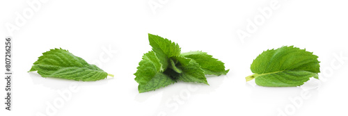 Fresh mint leaves isolated on white background. Spices and medicinal herbs.