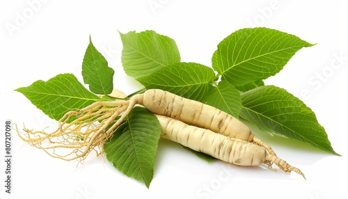 Fresh Ginseng Root and female ginseng dong quai leaves isolated on white photo