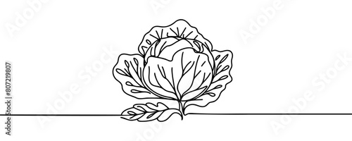 Head lettuce in continuous line art drawing style. Iceberg or crisphead lettuce design isolated on white background. Vector illustration. photo