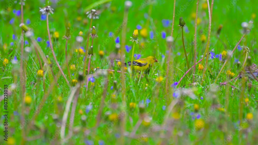 Gold Finch eating Dandelion Seeds in our yard this spring in Windsor in Upstate NY. I let the yard grow wild for just this reason, to feed the wildlife. Gold Finch eating Dandelion Seeds in our yard this spring in Windsor in Upstate NY. I let the yard grow wild for just this reason, to feed the wildlife.