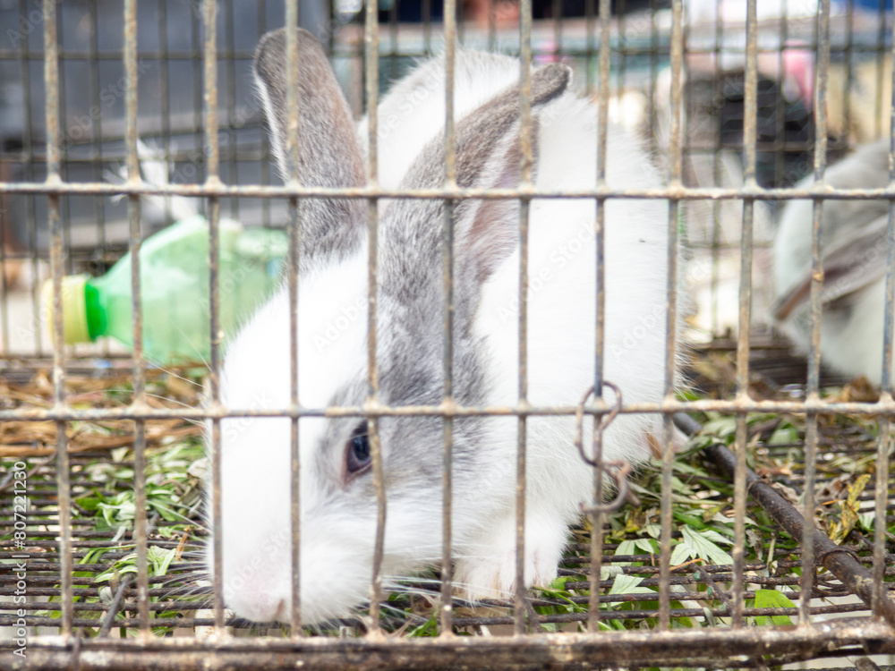 Obraz premium Rabbit in a cage. Farmer's market. For reproduction and food. Animals for sale. Business in Asia. Behind the bars of the cage.