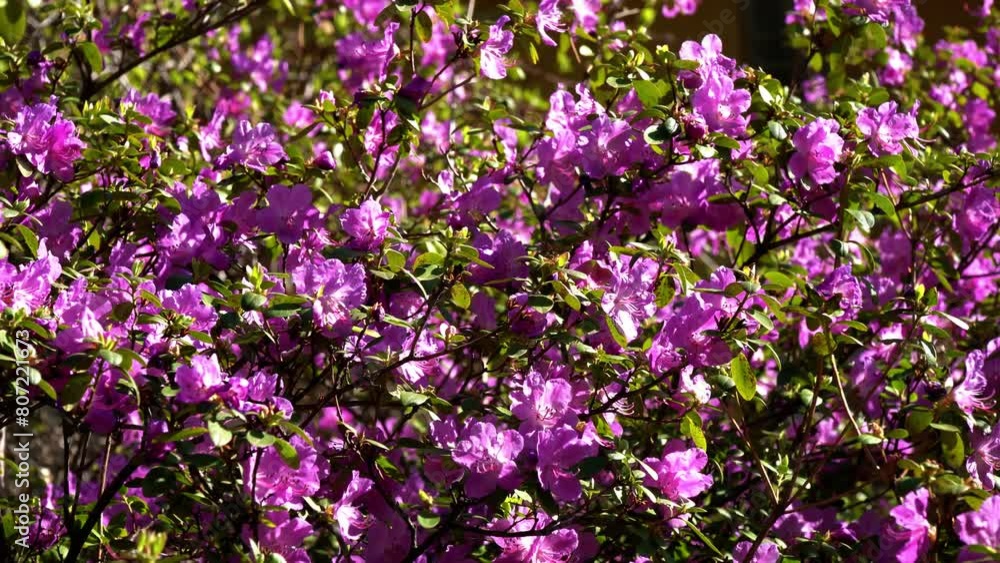 Stunning display of pink azalea flowers densely packed on branches, bathed in sunlight, creating a vibrant and colorful spring garden scene Stunning display of pink azalea flowers densely packed on branches, bathed in sunlight, creating a vibrant and colorful spring garden scene