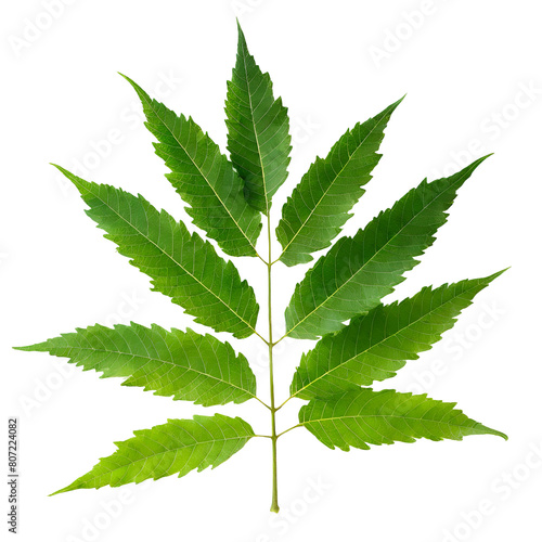 Illustration of fresh neem leaves