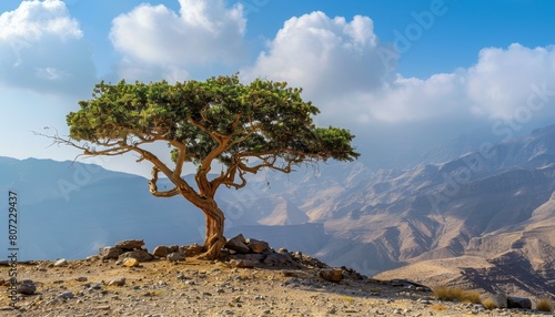 Omani mountain harboring Frankincense trees photo