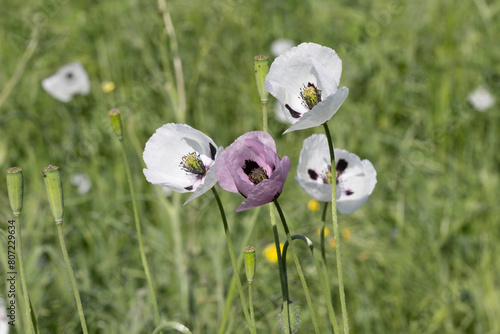 Oriental white poppy (Papaver orientale) in close-up. In middle there is dark burgundy center. Beautiful flower growing in meadow. Multi-colored opium poppies in meadow. Red, yellow and white poppies photo