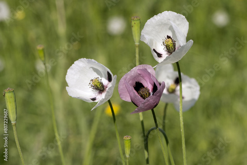 Oriental white poppy (Papaver orientale) in close-up. In middle there is dark burgundy center. Beautiful flower growing in meadow. Multi-colored opium poppies in meadow. Red, yellow and white poppies